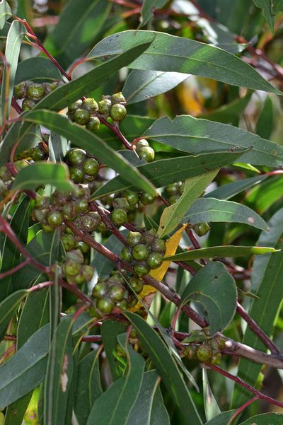 Eucalyptus macrorhyncha, photographed by Chris Lindorff