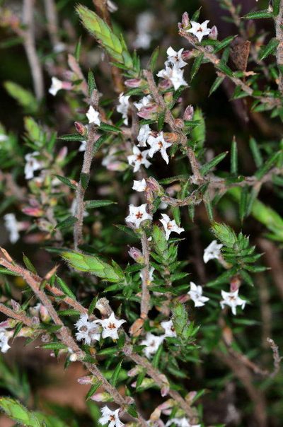 Styphelia attenuata, photographed by Chris Lindorff
