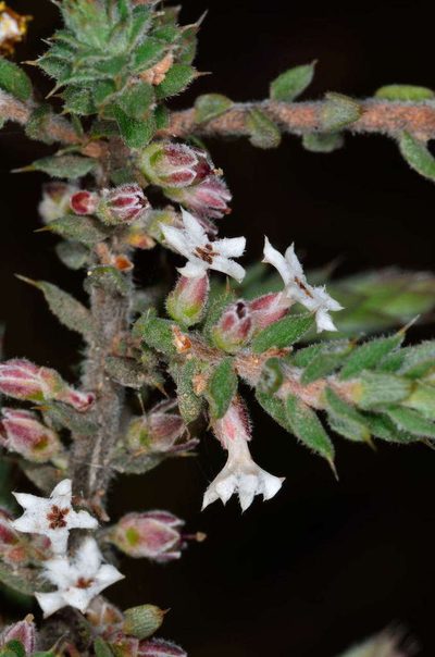 Styphelia attenuata, photographed by Chris Lindorff