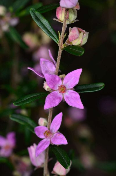 Boronia glabra, photographed by Chris Lindorff