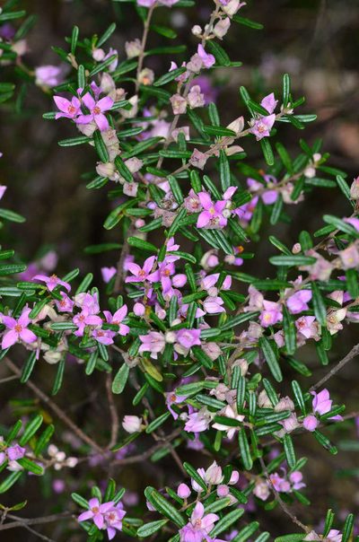 Boronia glabra, photographed by Chris Lindorff