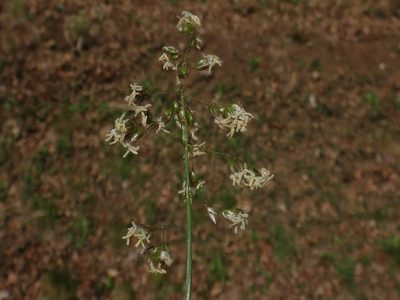 Anthoxanthum australe, photographed by Christian Berg