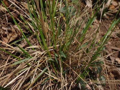 Anthoxanthum australe, photographed by Christian Berg