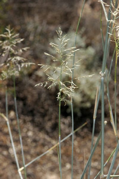 Sporobolus ramigerus, photographed by Chris Lindorff