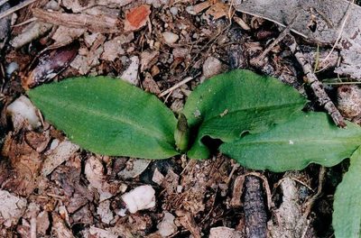 Chiloglottis trapeziformis, photographed by Chris Lindorff