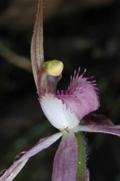 Caladenia rosella, photographed by Chris Lindorff