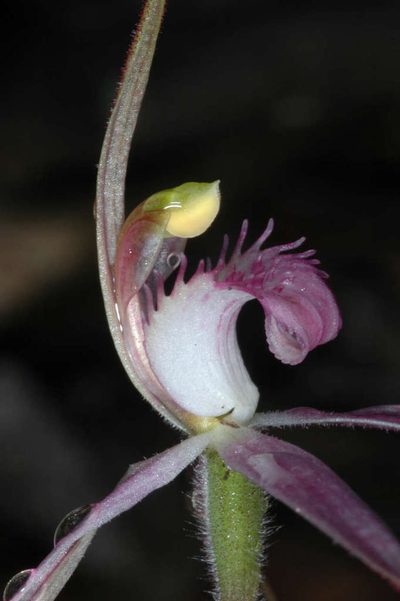 Caladenia rosella, photographed by Chris Lindorff