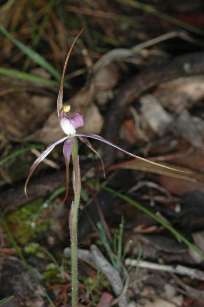 Caladenia rosella, photographed by Chris Lindorff
