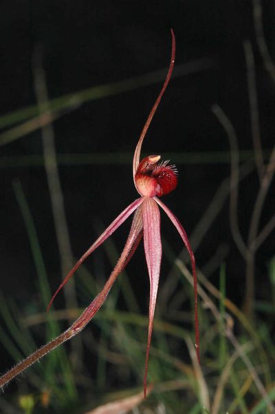Caladenia concolor, photographed by Chris Lindorff
