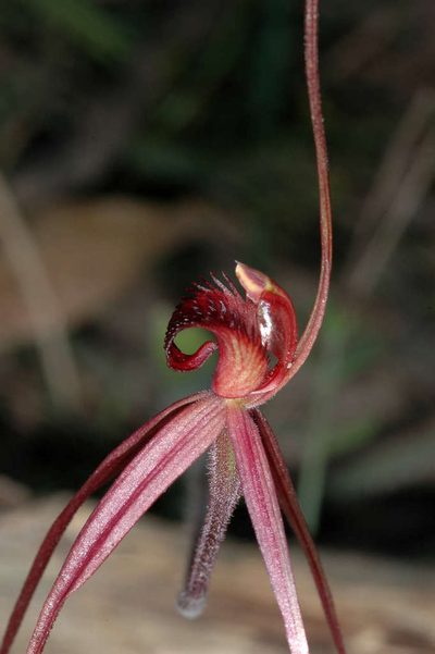 Caladenia concolor, photographed by Chris Lindorff