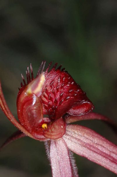 Caladenia concolor, photographed by Chris Lindorff