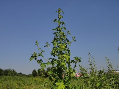 Malva verticillata, photographed by Christian Berg