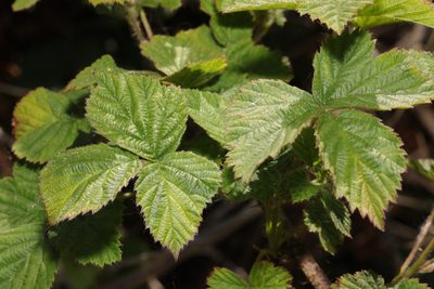 Rubus horrefactus, photographed by Stephen James McWilliam