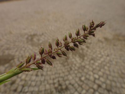 Tragus racemosus, photographed by Christian Berg