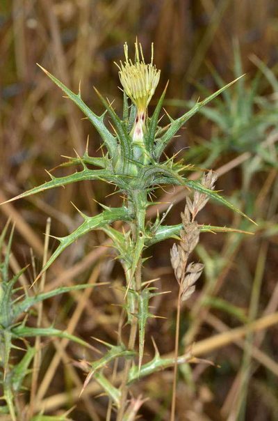 Carthamus creticus, photographed by Chris Lindorff