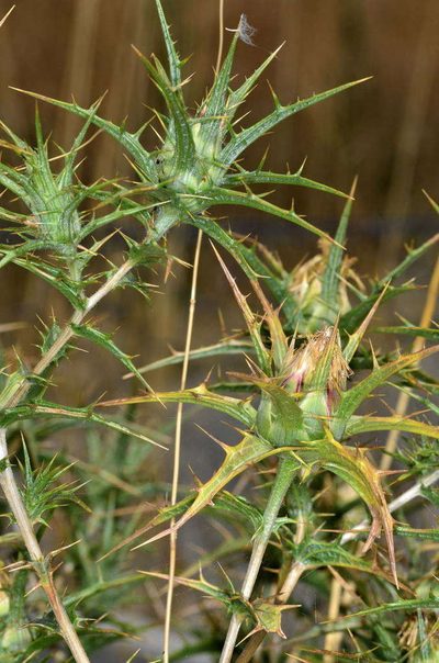 Carthamus creticus, photographed by Chris Lindorff