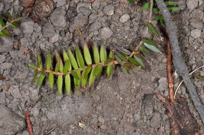 Acrotriche prostrata, photographed by Chris Lindorff