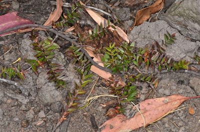 Acrotriche prostrata, photographed by Chris Lindorff