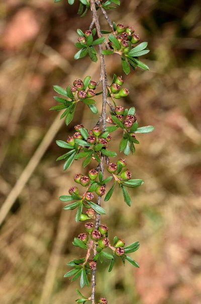 Kunzea leptospermoides, photographed by Chris Lindorff