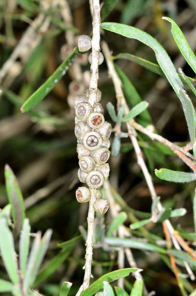 Melaleuca paludicola, photographed by Chris Lindorff