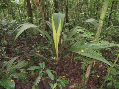 Geonoma macrostachys, photographed by Jens-Christian Svenning