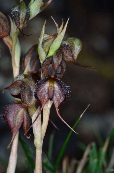 Pterostylis boormanii, photographed by Chris Lindorff
