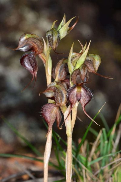 Pterostylis boormanii, photographed by Chris Lindorff