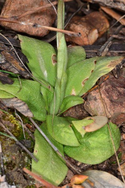 Pterostylis boormanii, photographed by Chris Lindorff