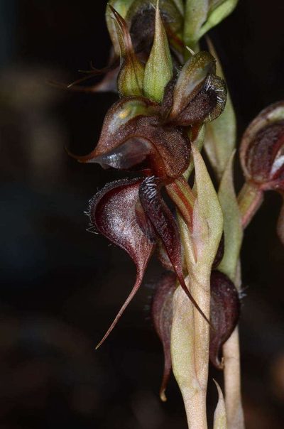 Pterostylis boormanii, photographed by Chris Lindorff