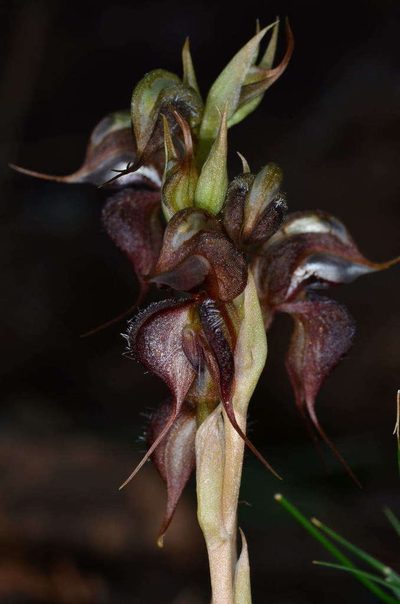 Pterostylis boormanii, photographed by Chris Lindorff