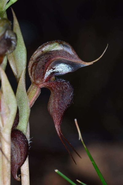 Pterostylis boormanii, photographed by Chris Lindorff