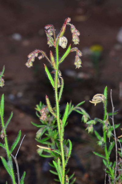 Gonocarpus elatus, photographed by Chris Lindorff