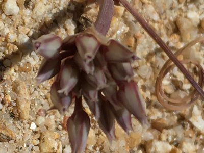 Allium burlewii, photographed by aspring