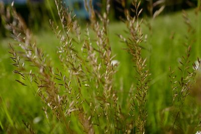 Festuca heterophylla, photographed by antrum