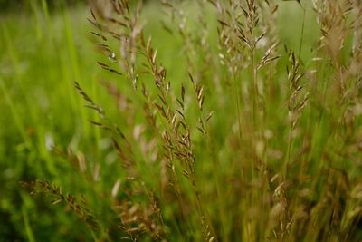 Festuca heterophylla, photographed by antrum
