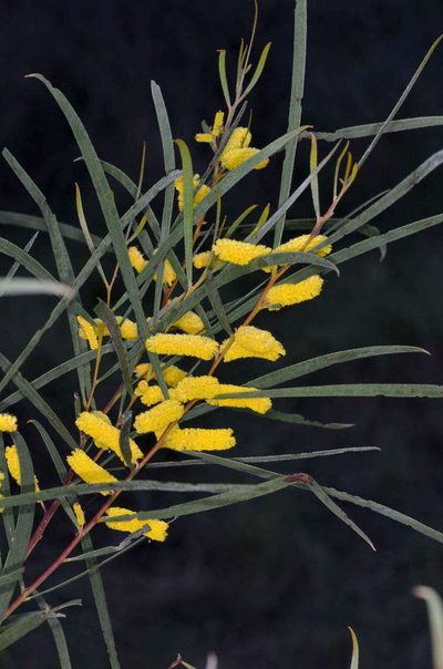 Acacia doratoxylon, photographed by Chris Lindorff