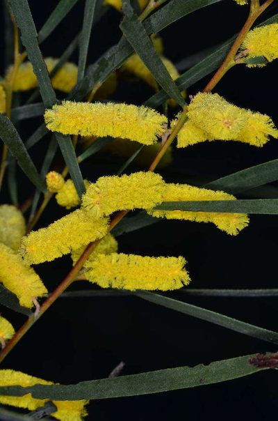 Acacia doratoxylon, photographed by Chris Lindorff
