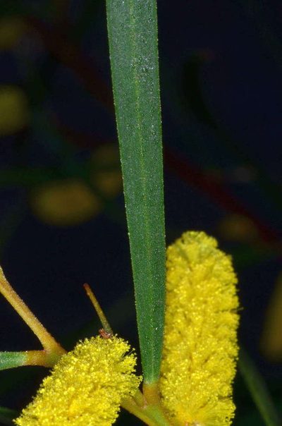 Acacia doratoxylon, photographed by Chris Lindorff