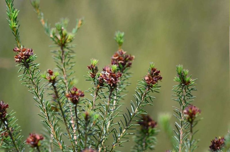 Pultenaea weindorferi, photographed by Chris Lindorff