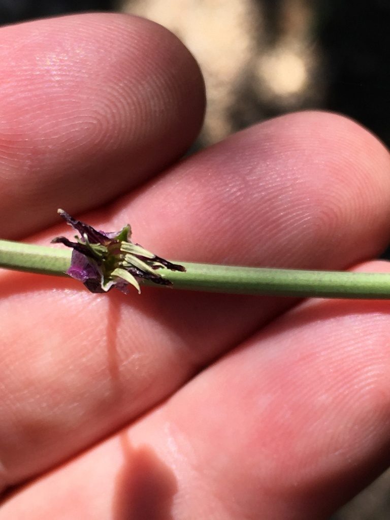 Streptanthus campestris, photographed by aspring