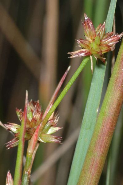 Juncus holoschoenus, photographed by Chris Lindorff