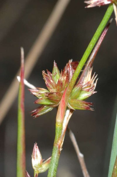 Juncus holoschoenus, photographed by Chris Lindorff