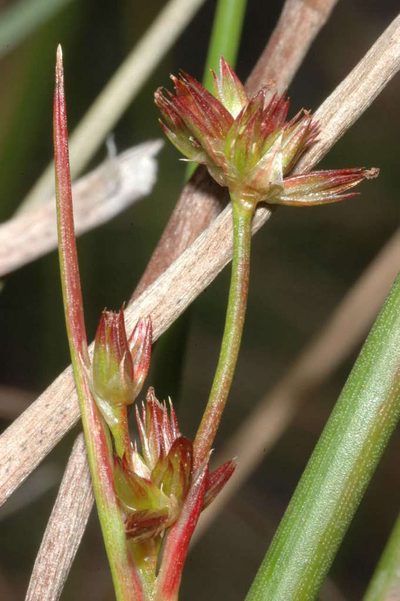 Juncus holoschoenus, photographed by Chris Lindorff