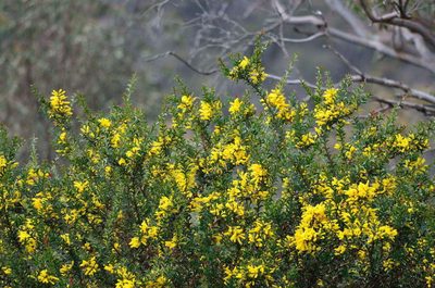Acacia triptera, photographed by Chris Lindorff