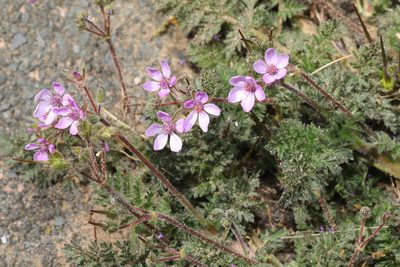 Erodium lebelii, photographed by Stephen James McWilliam