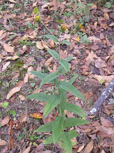 Helianthus eggertii, photographed by Tom Gulya