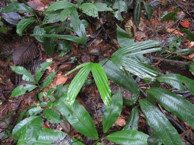 Socratea exorrhiza, photographed by Jens-Christian Svenning