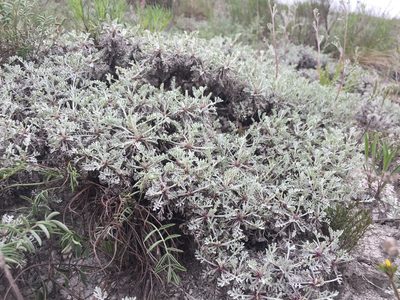 Artemisia hololeuca, photographed by Елена Патерикина