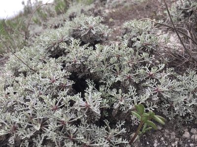 Artemisia hololeuca, photographed by Елена Патерикина