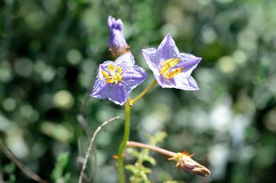 Solanum lacunarium, photographed by Chris Lindorff